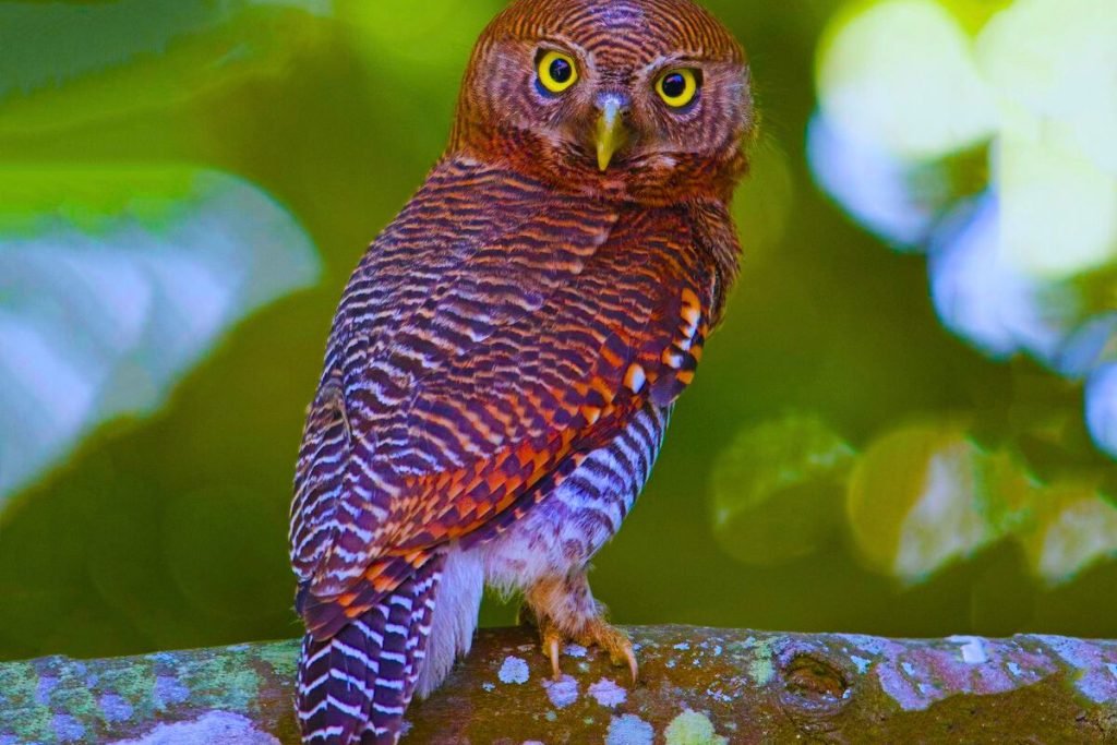 Jungle Owlet in Rajaji National Park