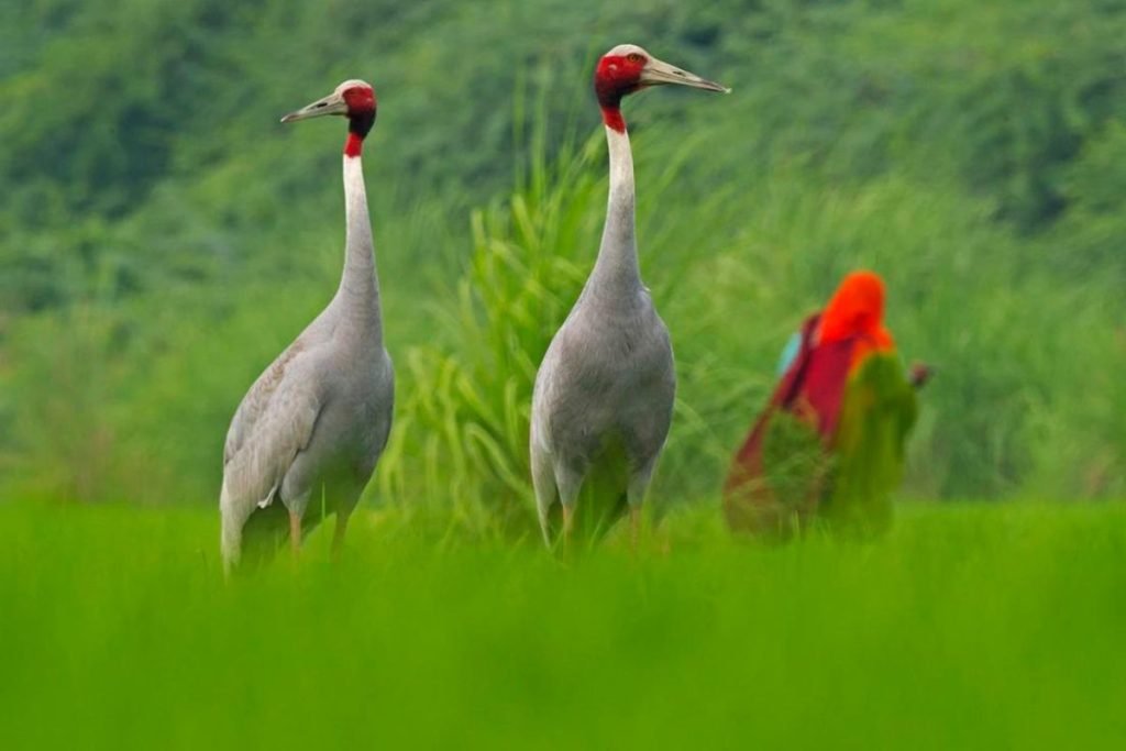 Sarus Cranes