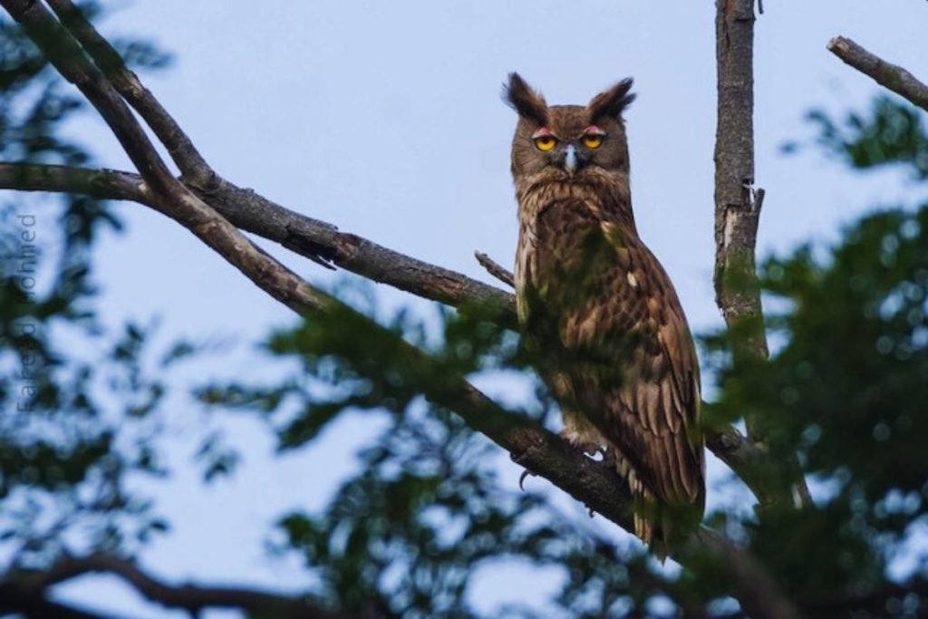 Dusky Eagle-Owl