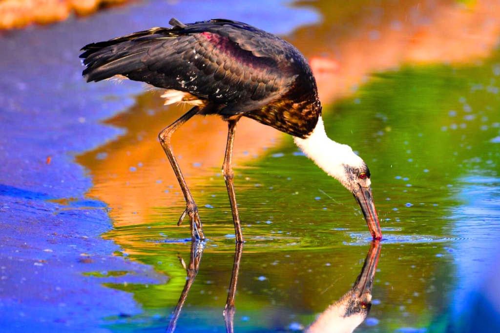 Asian Woolly-necked Stork