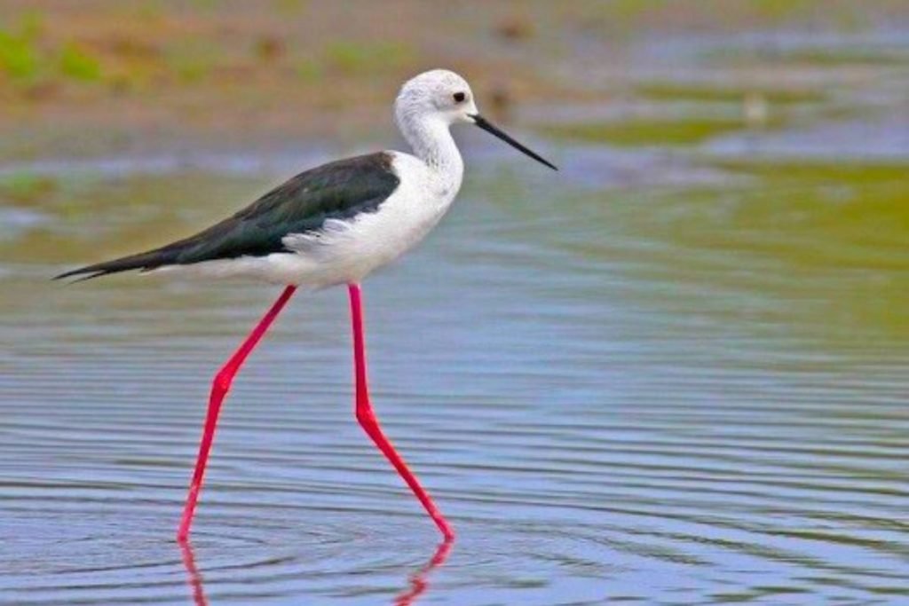 Black-winged Stilts