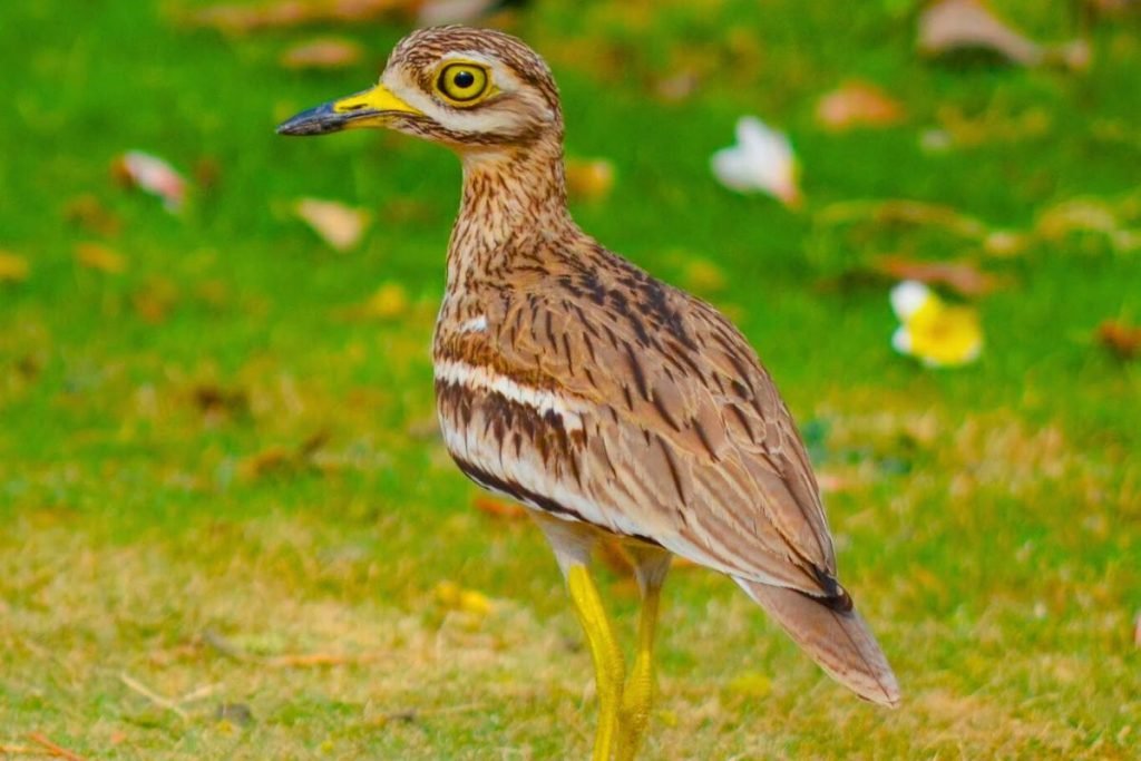 Indian Thick-knee
