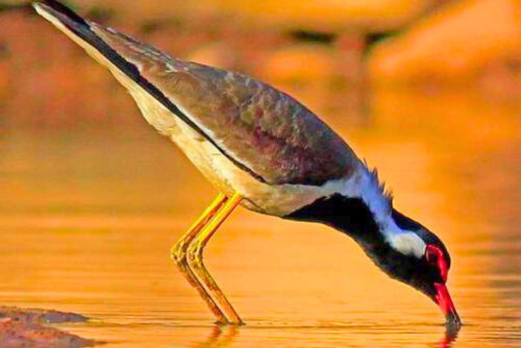 Red-wattled Lapwings