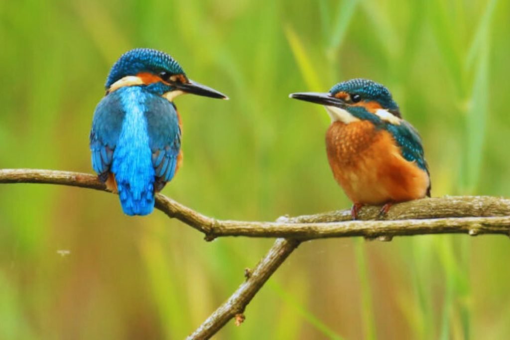 Common Kingfisher