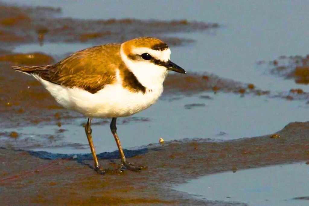 Kentish Plover in Rajaji National Park