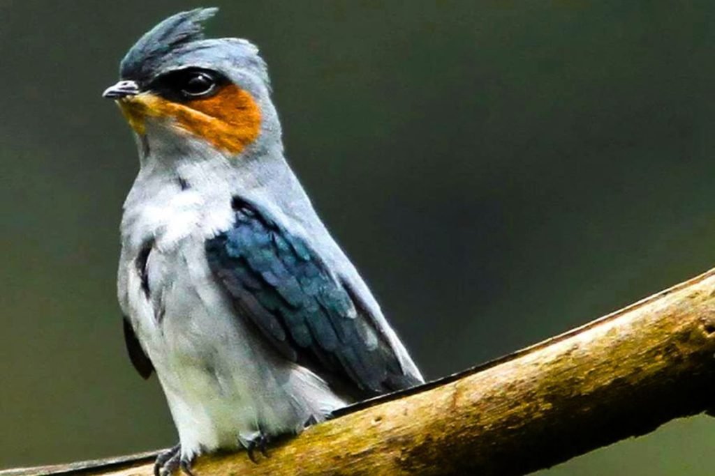 Crested Treeswift