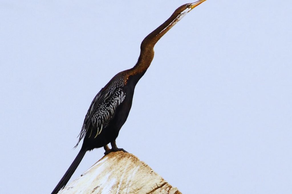 Oriental Darter