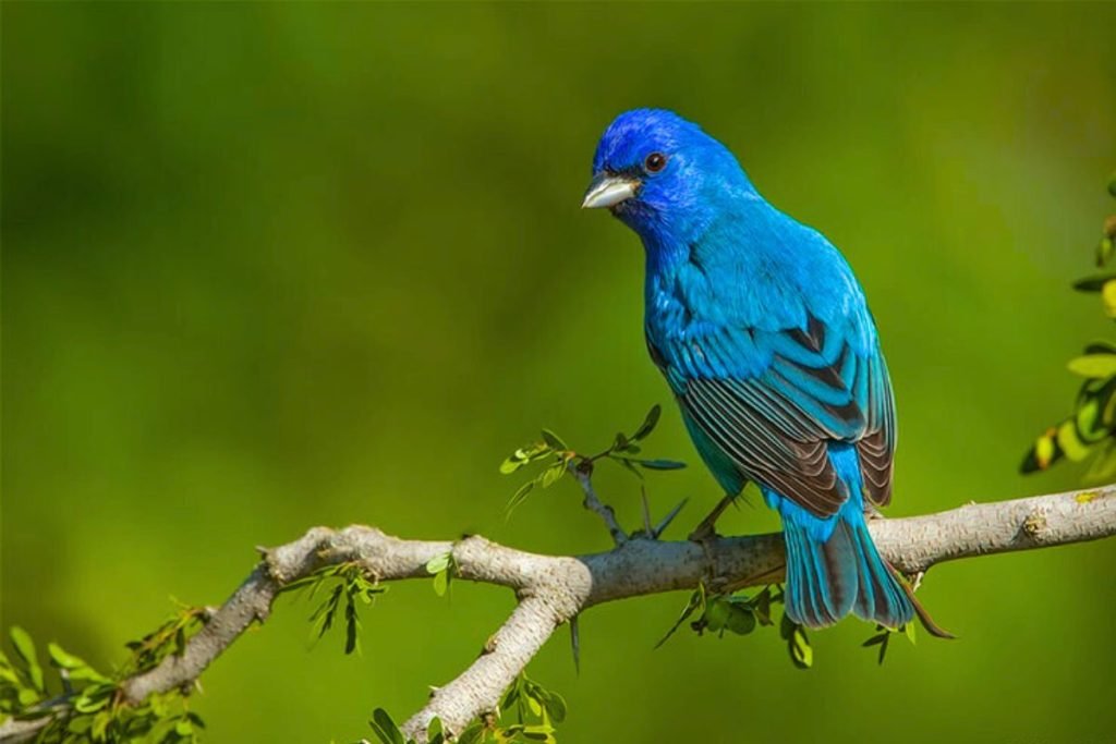 Rails, gallinules, and allies