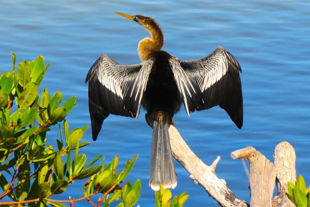 anhingas