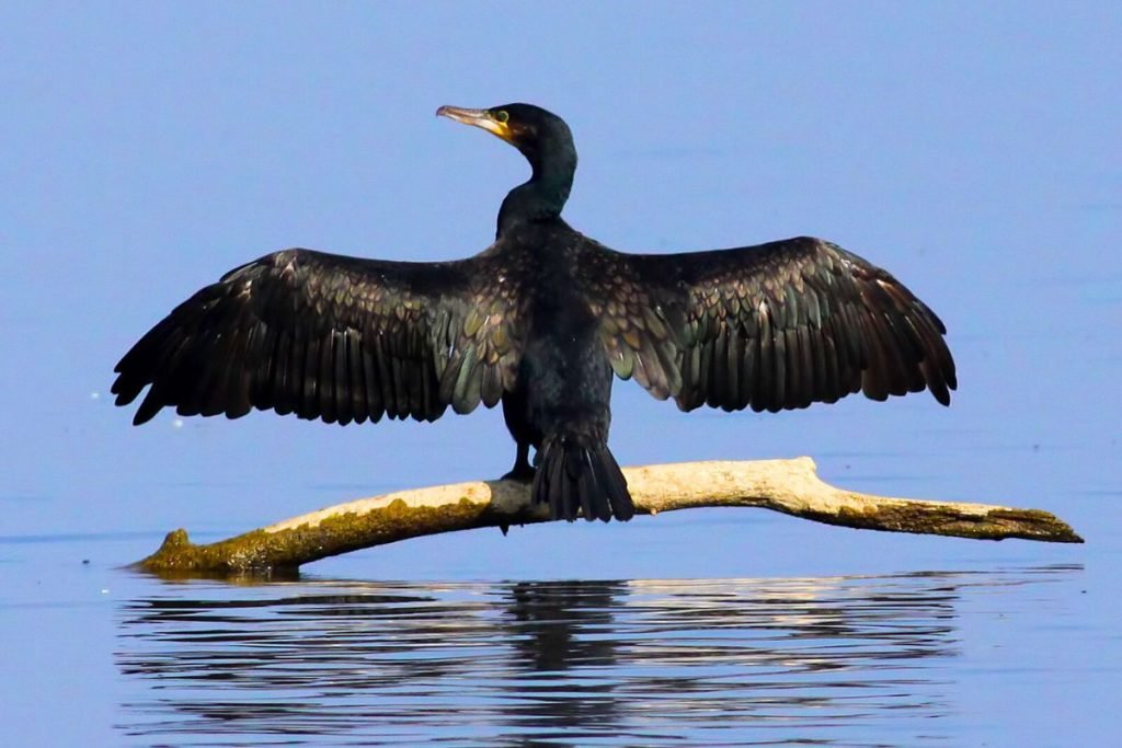 cormorants and anhingas