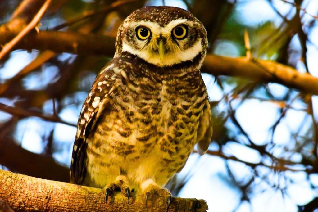 Spotted Owlet (Athene brama) in Rajaji National Park