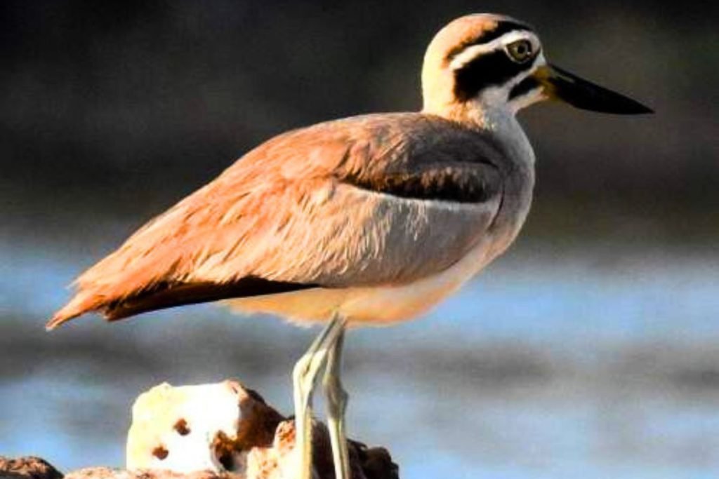 Great Thick-knee