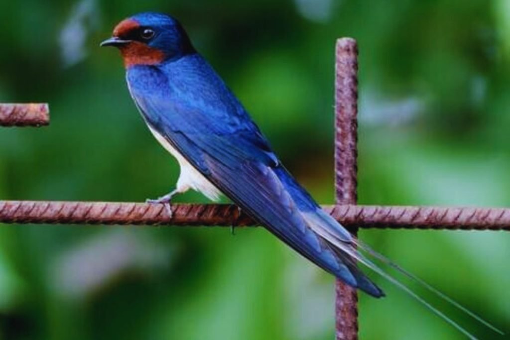 Barn Swallow
