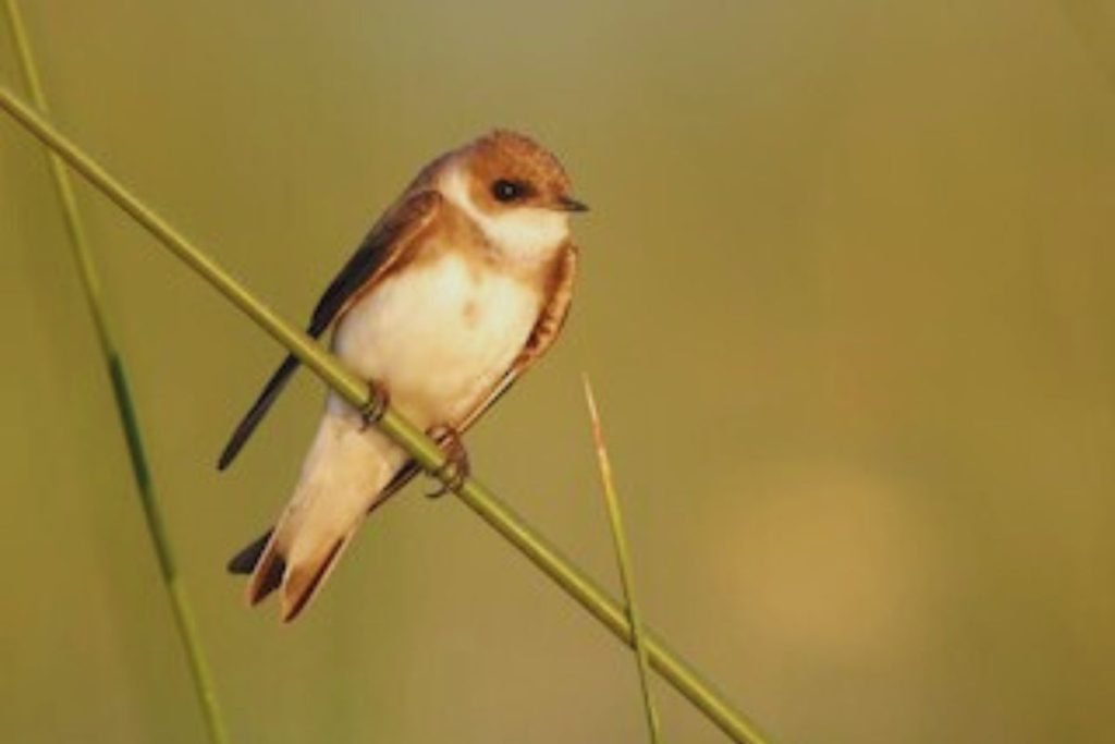 Pale Martin