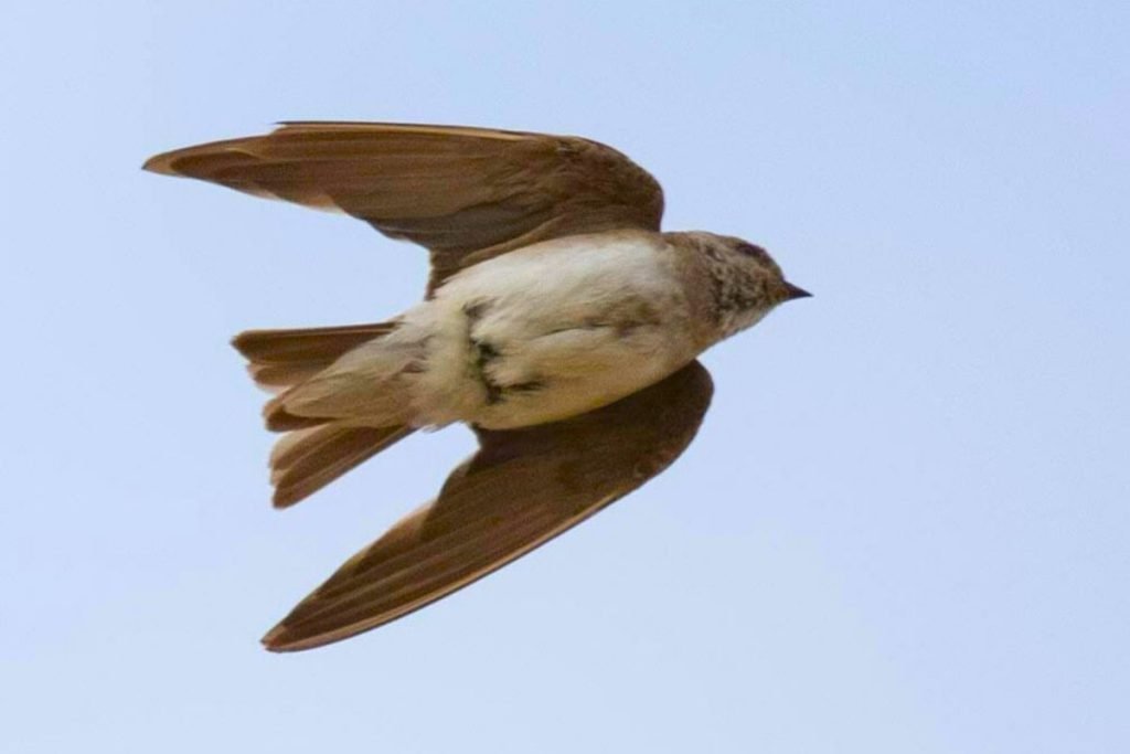 Grey-throated Martin