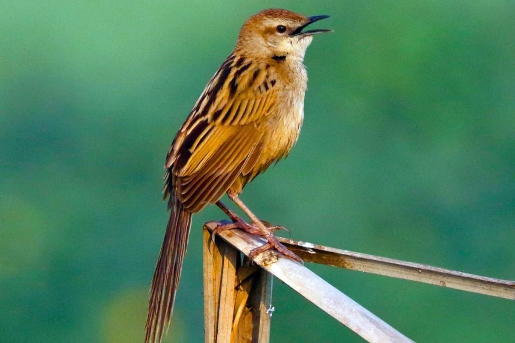 Striated Grassbird
