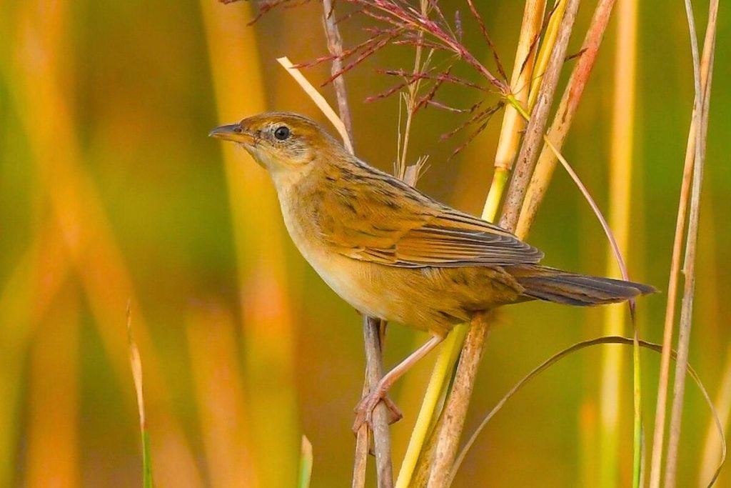 Bristled Grassbird