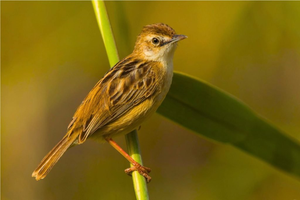 Zitting Cisticola