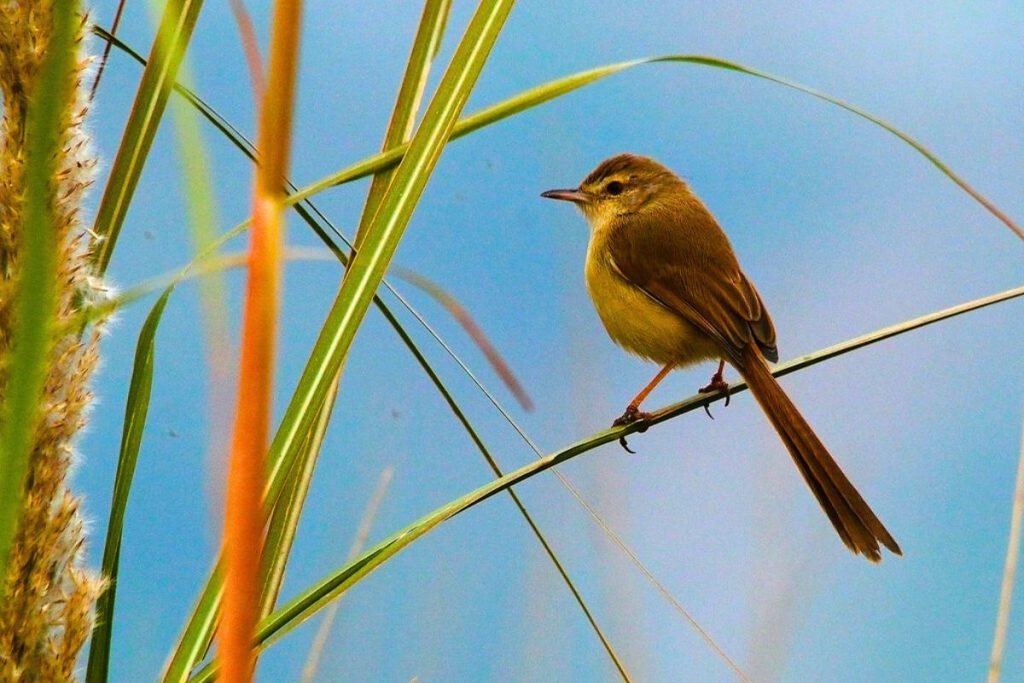 Plain Prinia
