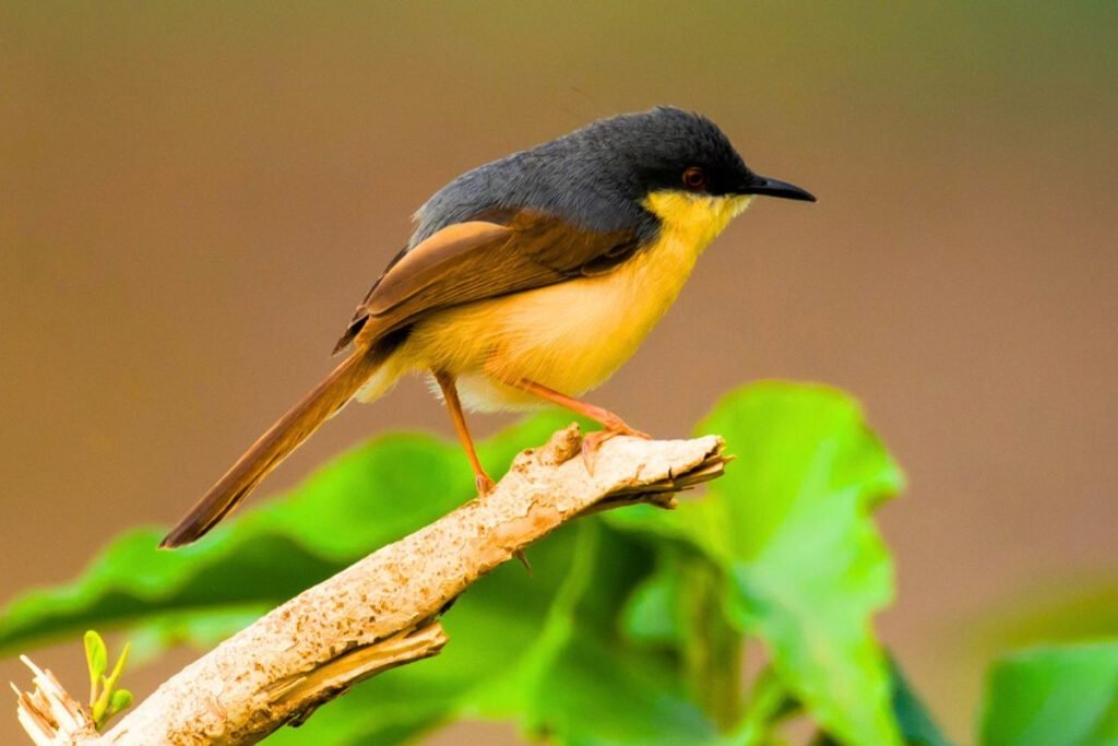 Ashy Prinia