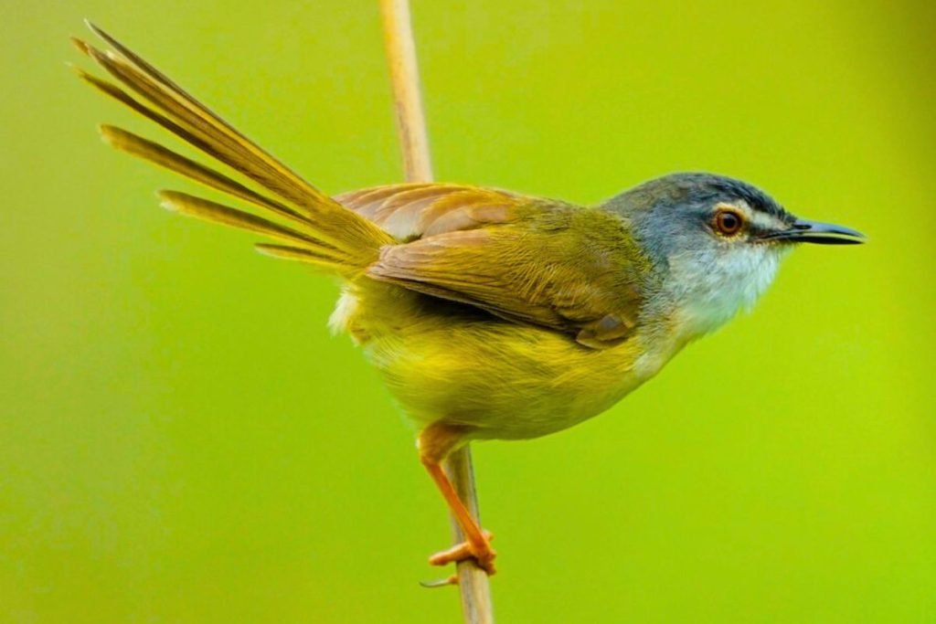 Yellow-bellied Prinia