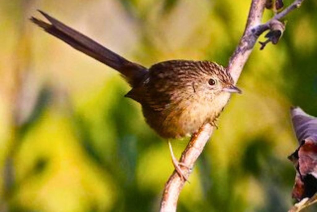 Himalayan Prinia