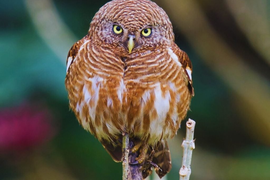 Asian Barred Owlet 