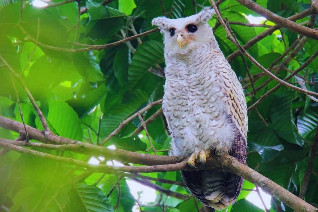 Spot-bellied eagle owl