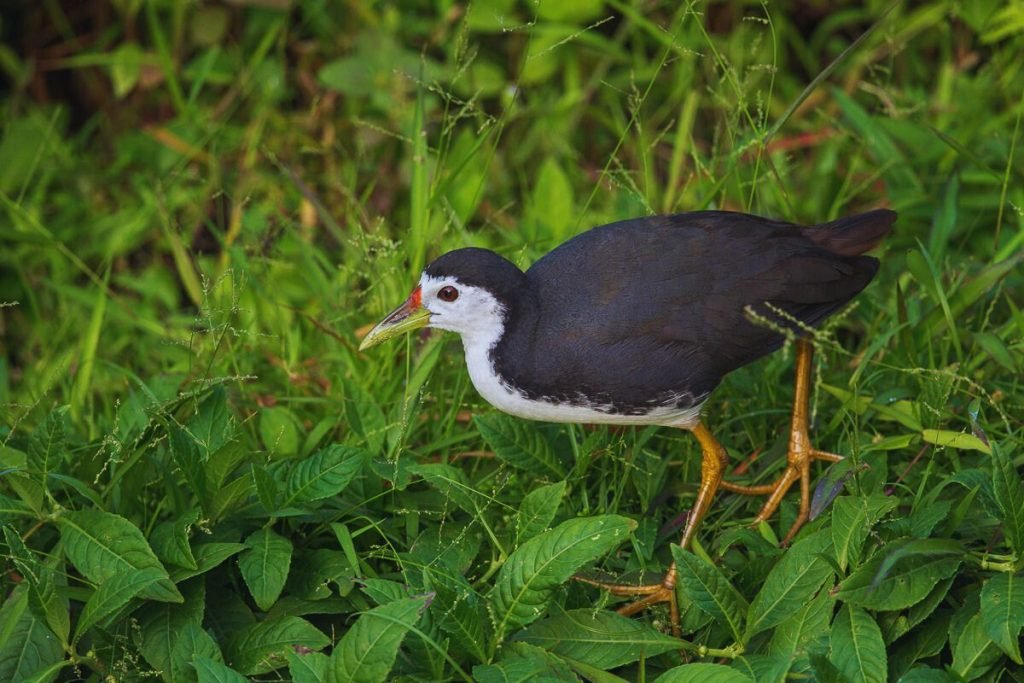 White-breasted Waterhen