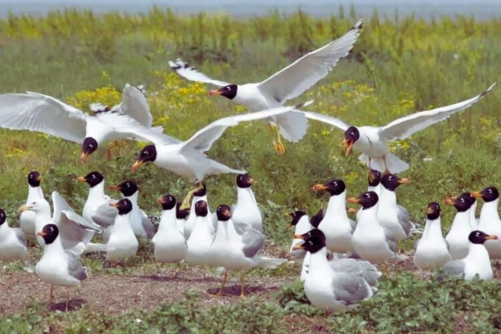 Pallas's Gull