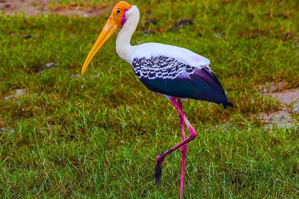 Painted Stork in Rajaji National Park