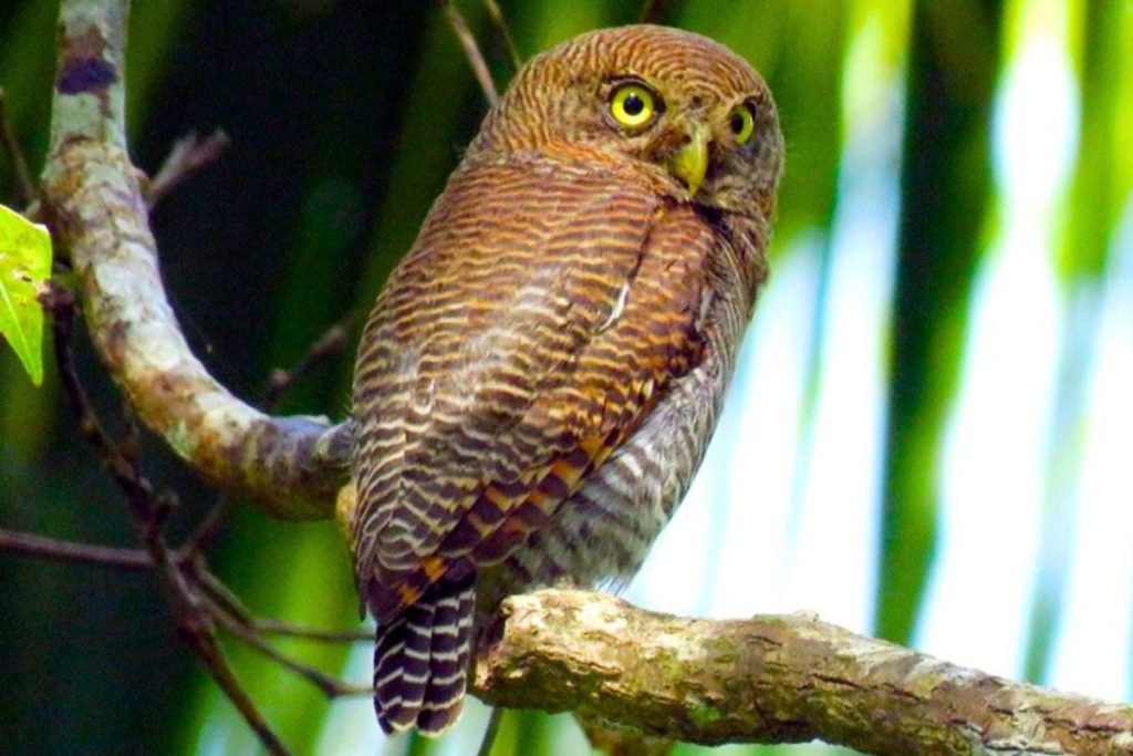 Jungle Owlet in Rajaji National Park