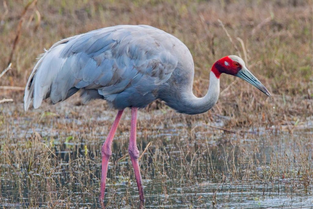 Sarus Cranes in Rajaji