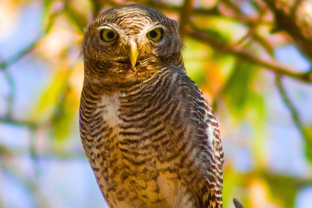 Jungle Owlet in Rajaji National Park
