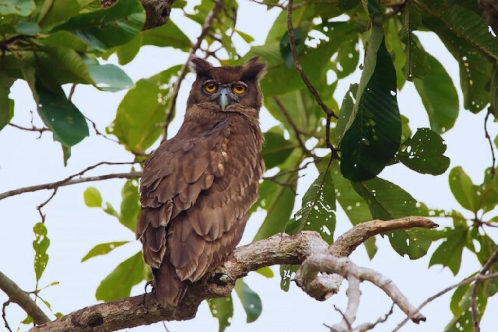 Dusky Eagle-Owl