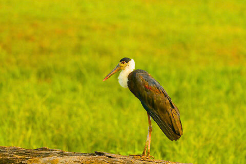 Asian Woolly-necked Stork