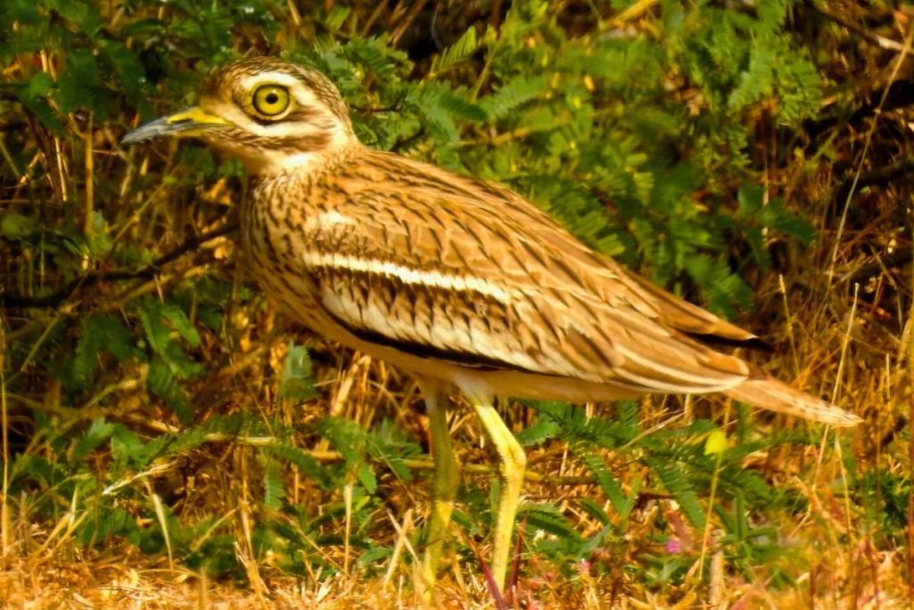 Indian Thick-knee