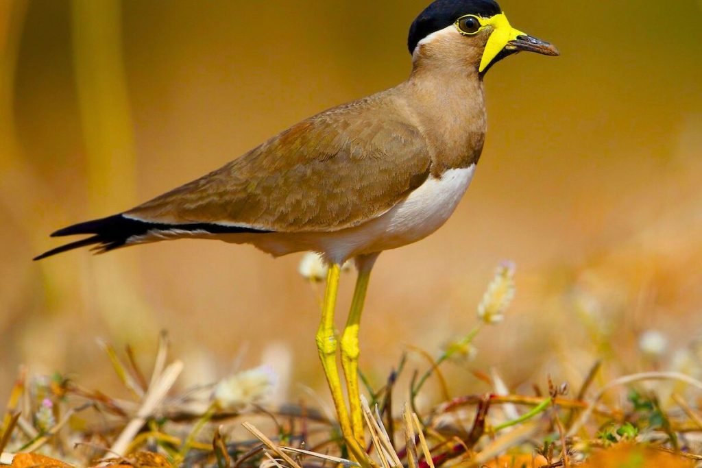 Yellow-wattled Lapwing 