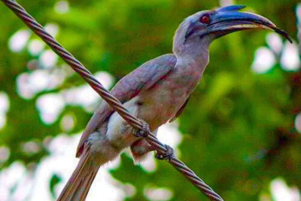 Indian Grey Hornbill