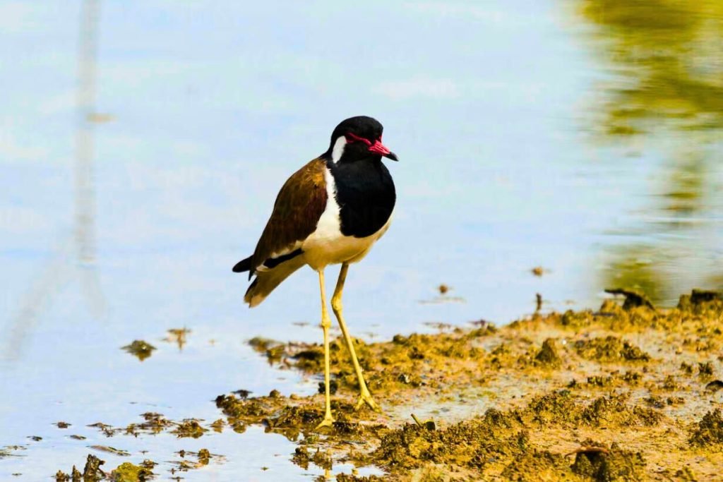Red-wattled Lapwings