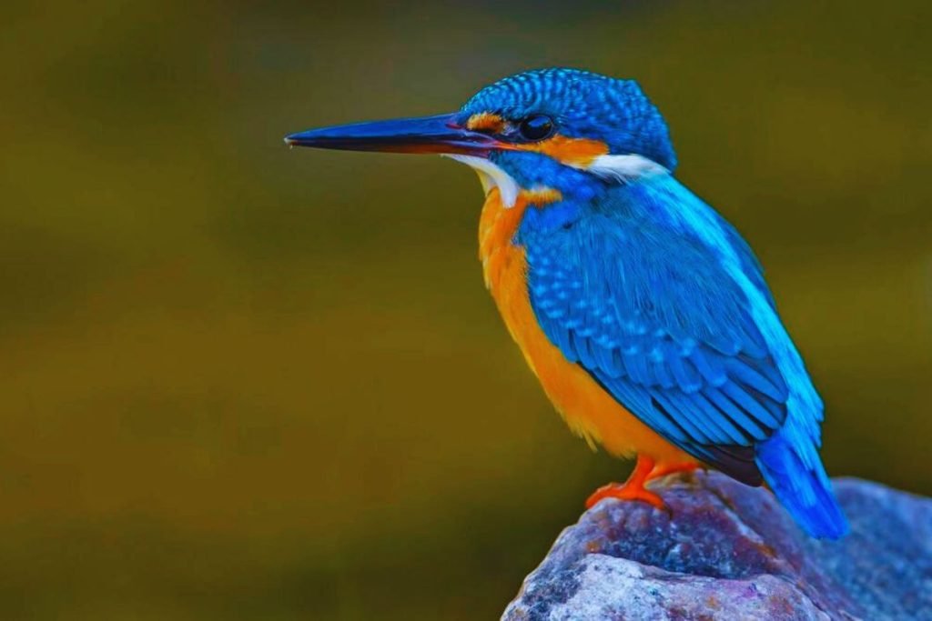 Common Kingfisher