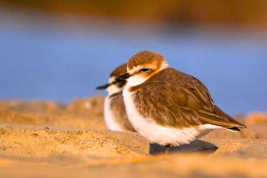 Kentish Plover in Rajaji National Park