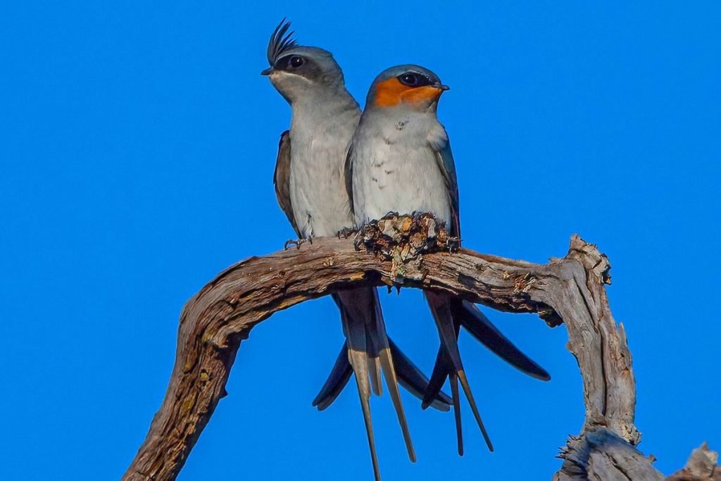 Crested Treeswift