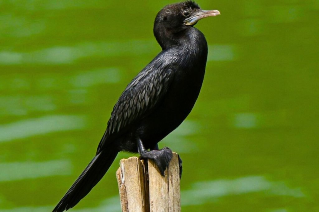 Little Cormorants in Rajaji National Park