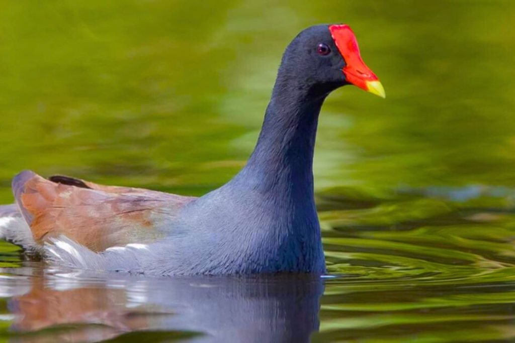 Rails, gallinules, and allies