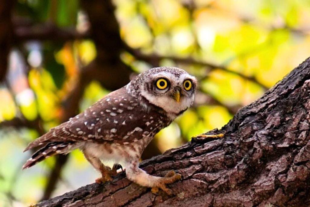 Spotted Owlet (Athene brama) in Rajaji National Park