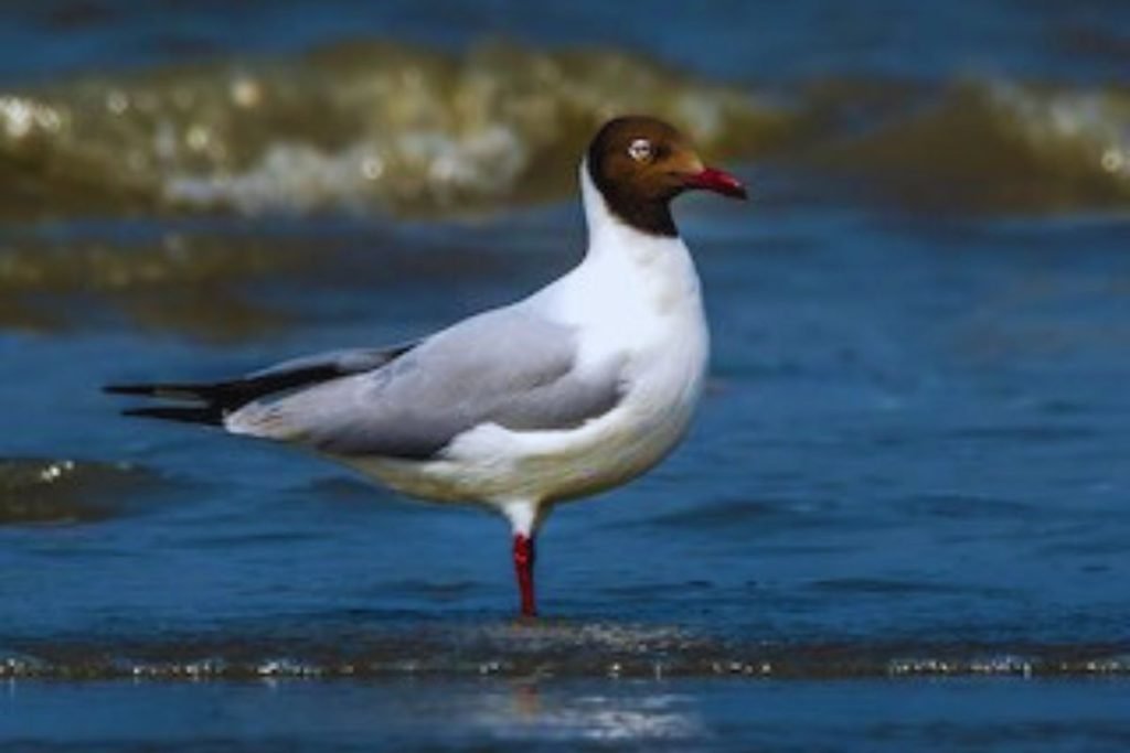 Brown-headed Gull