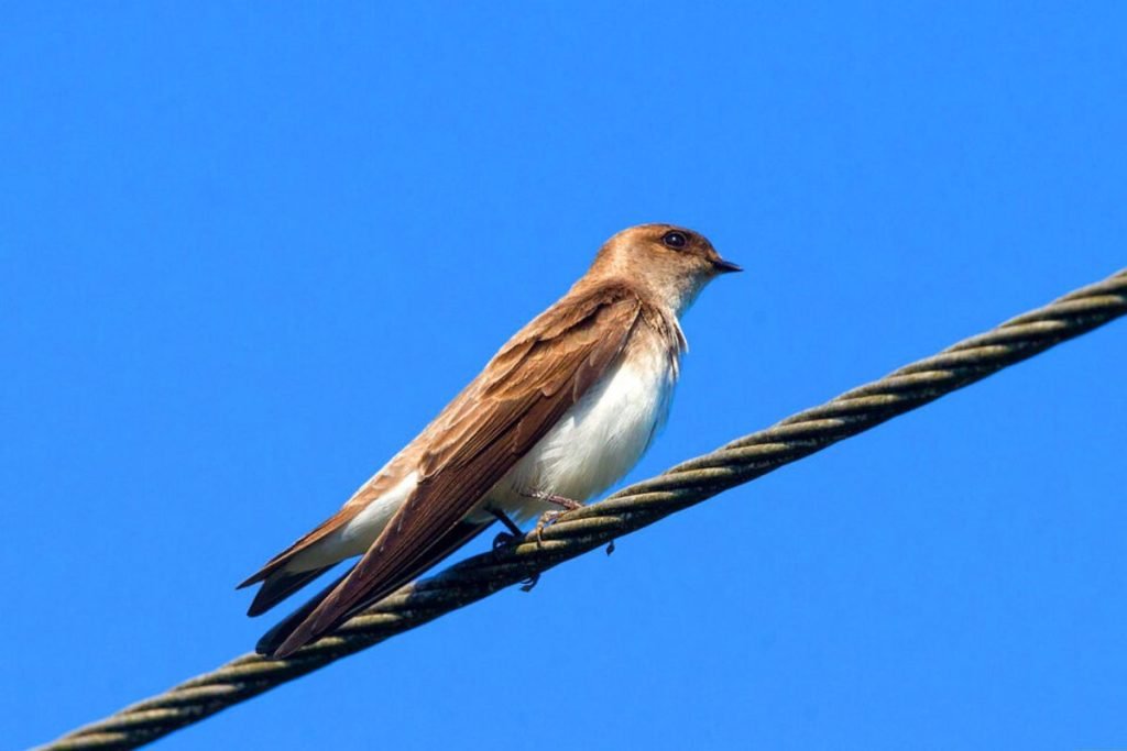 Grey-throated Martin