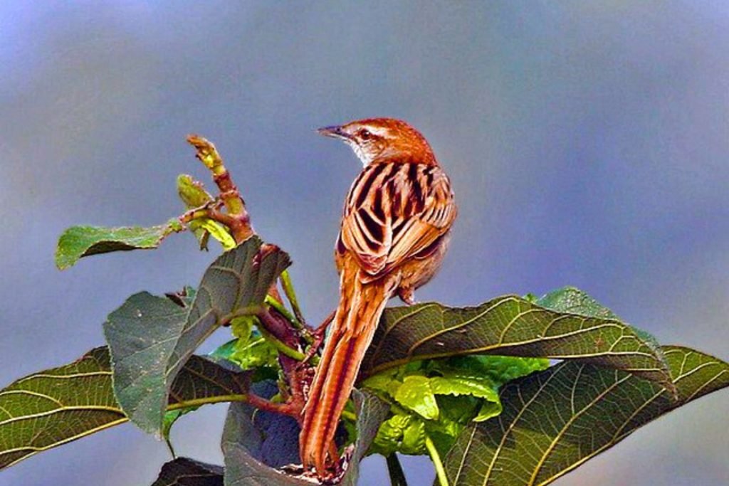 Striated Grassbird
