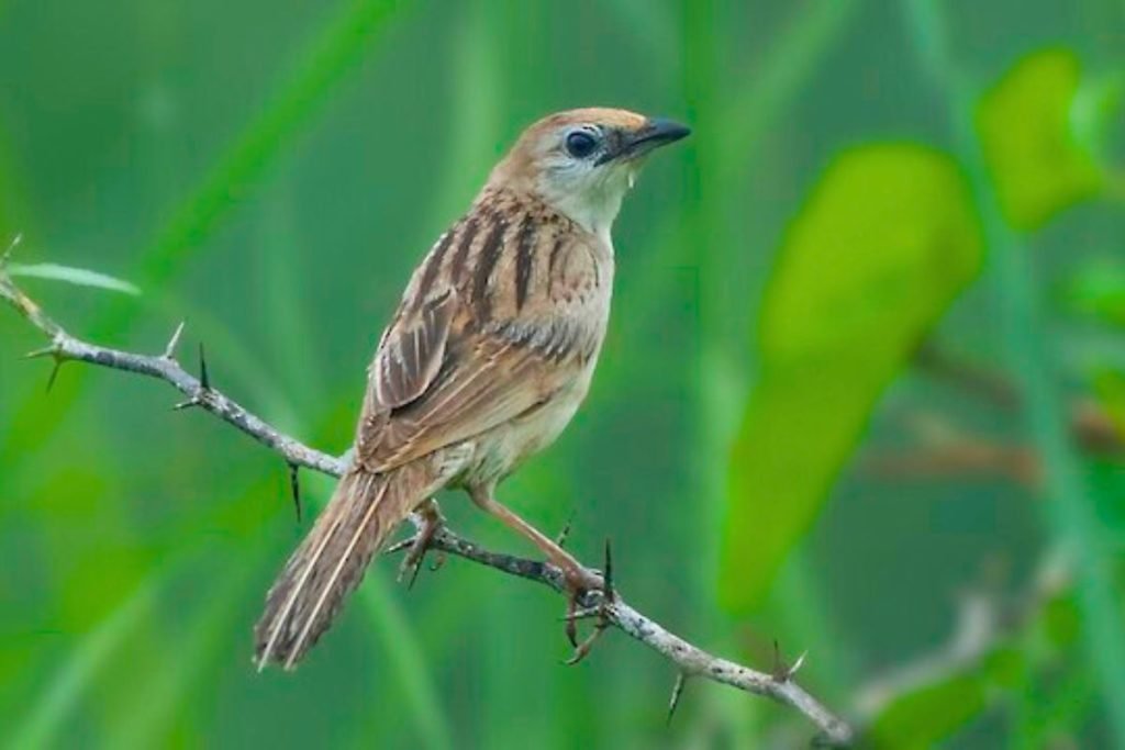 Bristled Grassbird